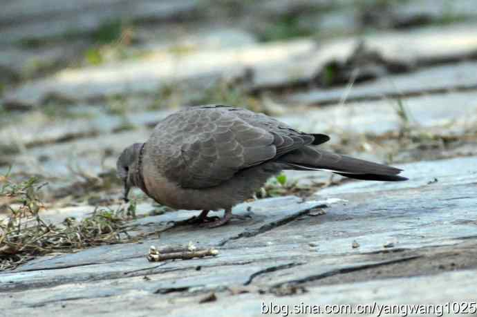 珠颈斑鸠