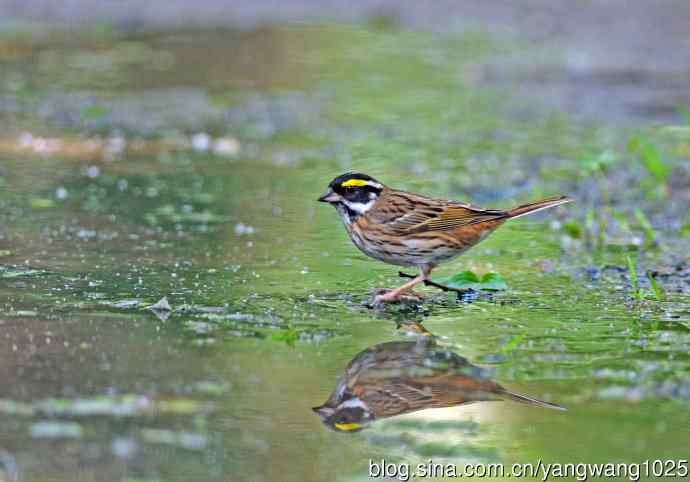 黄眉鹀(6) 黄眉鹀(6)