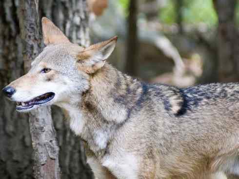 犬科:犬亚科犬属之郊狼、红狼 犬科:犬亚科犬属之郊狼、红狼