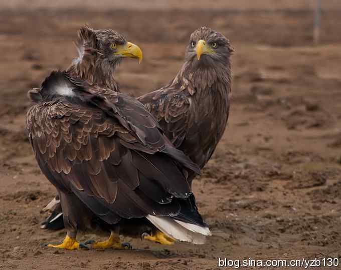 哥俩好鈥斺敽５裥值埽ㄗ橥迹11张图片）