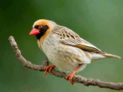 家禽驯化之源之二十四