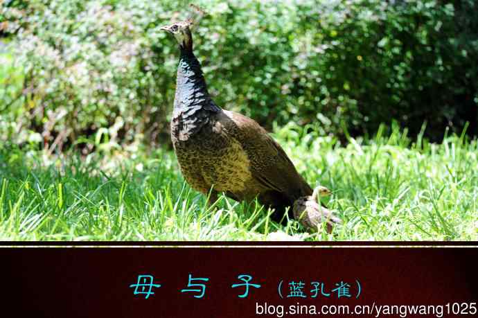 母与子（蓝孔雀）