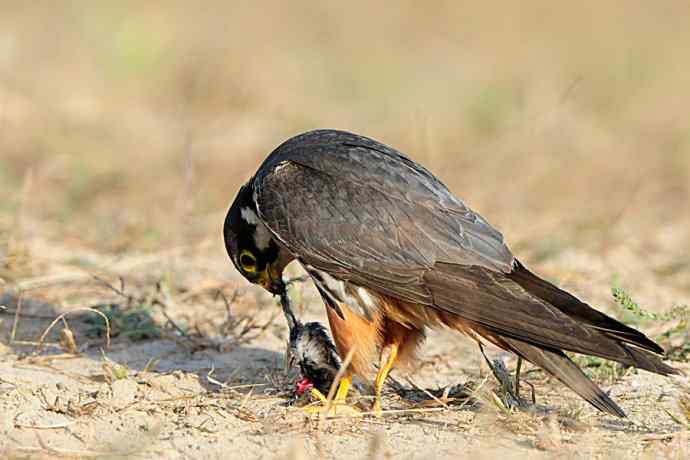 弱肉强食（杀戮吞噬篇）