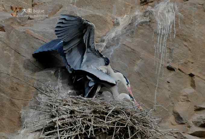 春天奏鸣曲：苍鹭的幸福生活