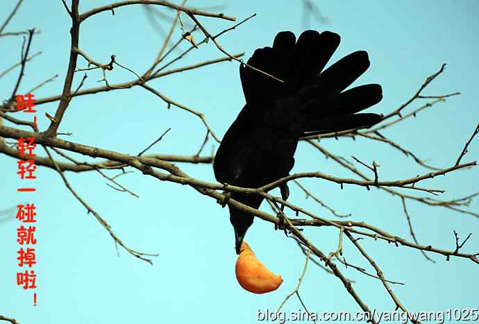北京动物园的鸟类——聪明的乌鸦 1