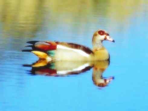 欣赏:美丽的草雁 欣赏:美丽的草雁