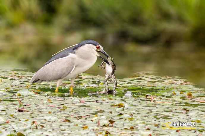 夜鹭的饕餮大餐