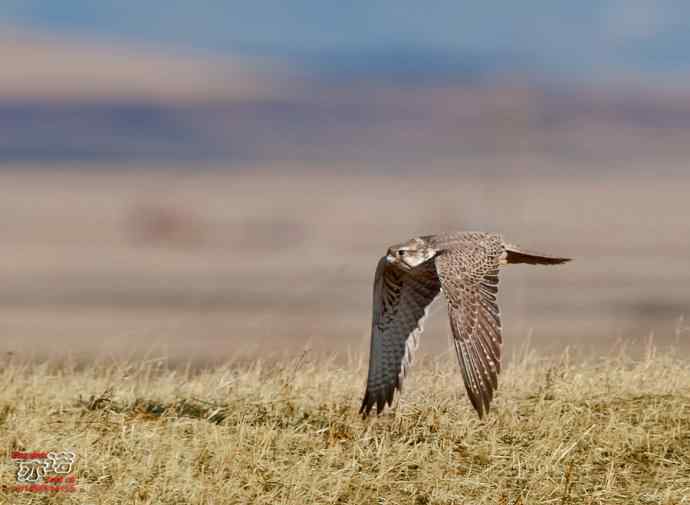 达里湖&nbsp;wbr路&nbsp;wbr猎隼