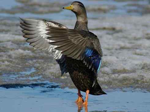 欣赏：美丽的钻水鸭4