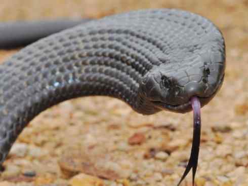 龙：传说的兽原型探秘（澳洲眼睛蛇类）