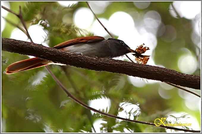 再拍寿带鸟【照片】 再拍寿带鸟【照片】