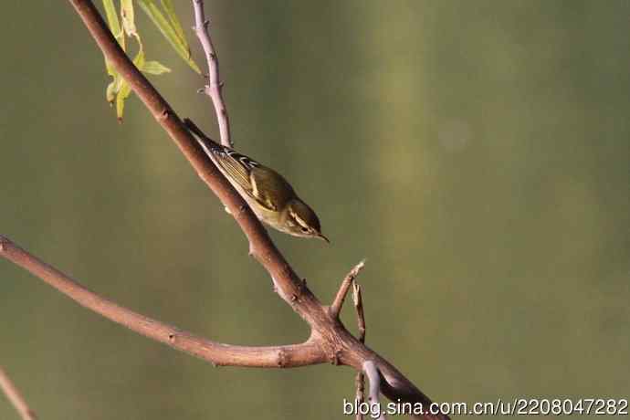 151.圣诞节送上12月份拍新鸟 151.圣诞节送上12月份拍新鸟