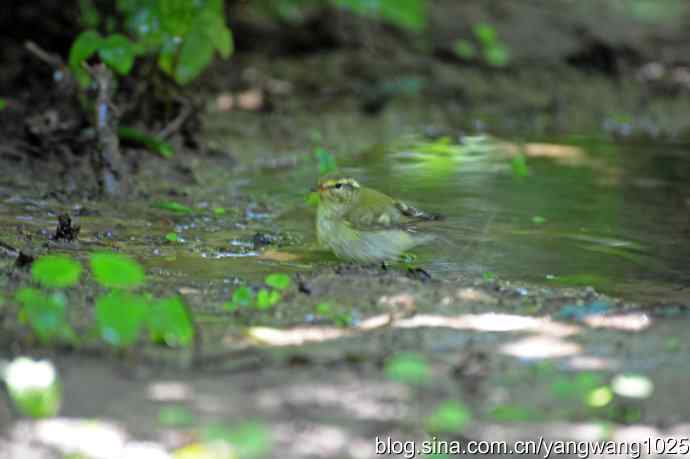 爽（洗浴的黄眉柳莺）1