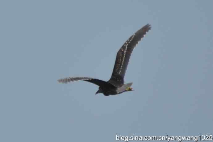 夜鹭(大丽抓拍) 夜鹭(大丽抓拍)