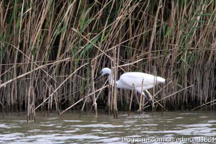 崇明东滩湿地公园观鸟记