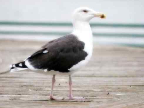 白头鸟系列：另类的美丽10（海鸥）