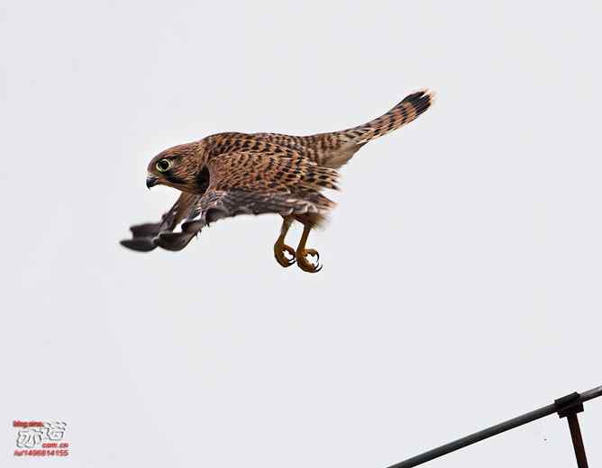 我要飞，我要飞！