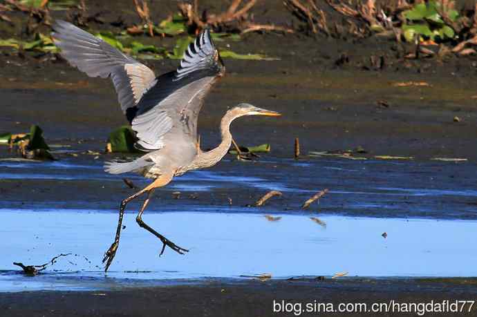 大蓝鹭（7）