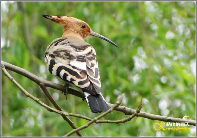 风情万种的鈥湸魇も澞瘛菊掌
