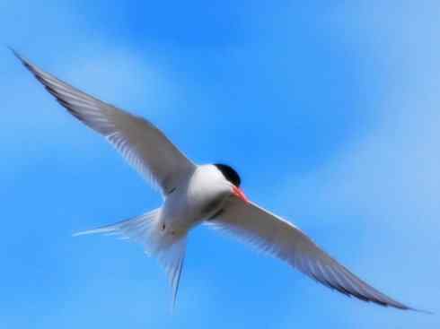 自然奇观：动物大迁徙(燕鸥类)