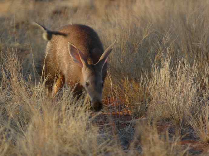 盘点十二大著名食蚁动物：土豚