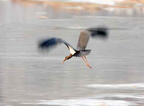 五百分之八的黑鹳