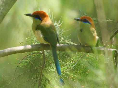 绝色攀禽：佛法僧目之翠鴗