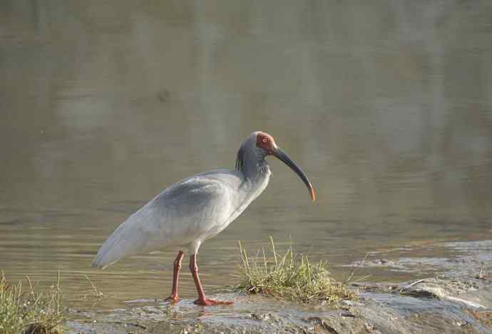 洋县朝圣鈥斺斠藕吨禧q