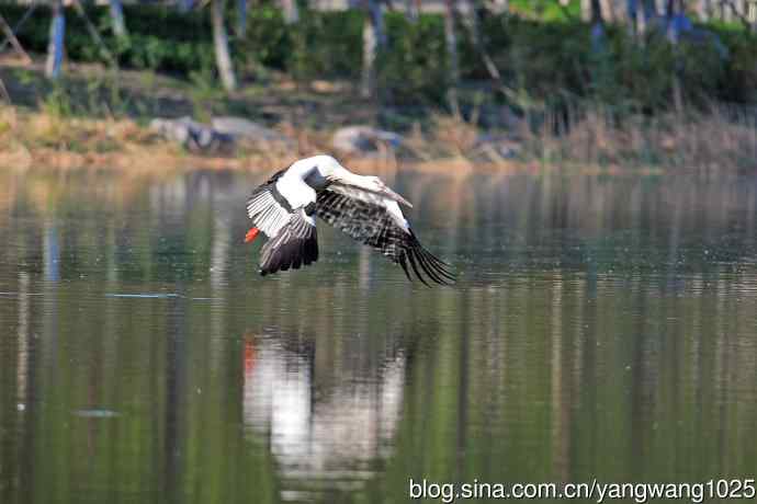 寻鱼觅食的东方白鹳 寻鱼觅食的东方白鹳
