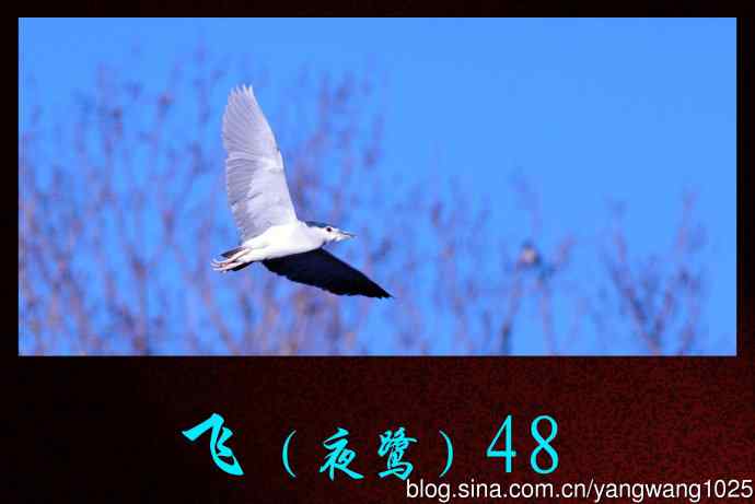 飞(夜鹭)48 飞(夜鹭)48