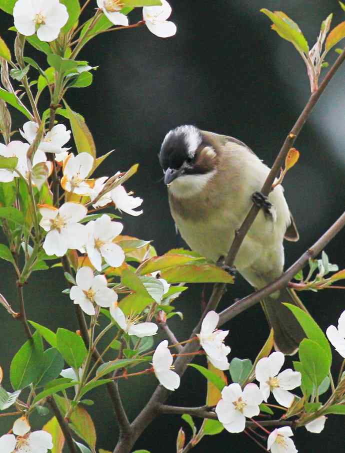 183.又见白鹡鸰--草地秀、菜鸟