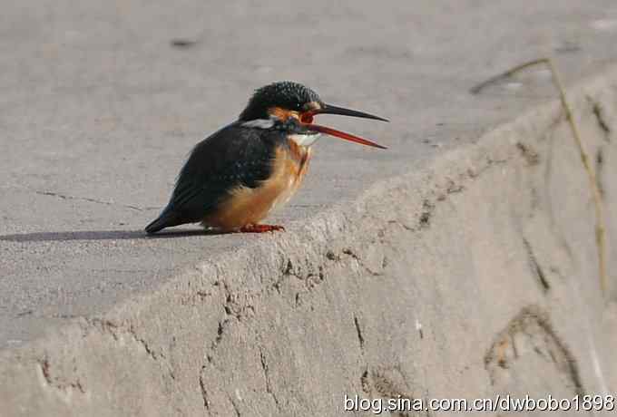 新年第一炮：小翠抓虾