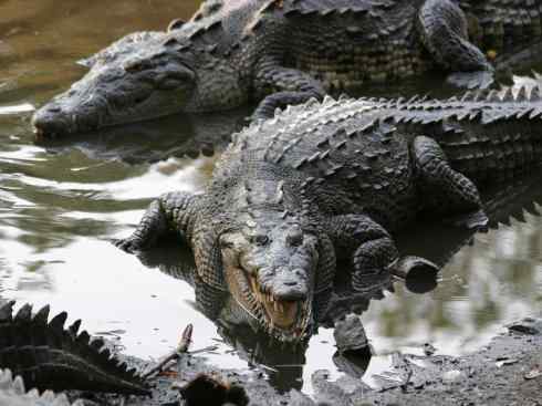 龙：传说的兽原型探秘（鳄类）