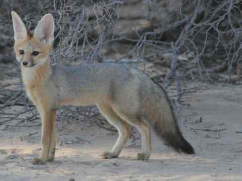 狈：传说的兽原型探秘（狐）