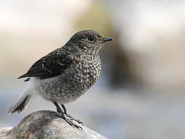 十渡有鸟初长成 wbr. wbr养在溪边人尽识