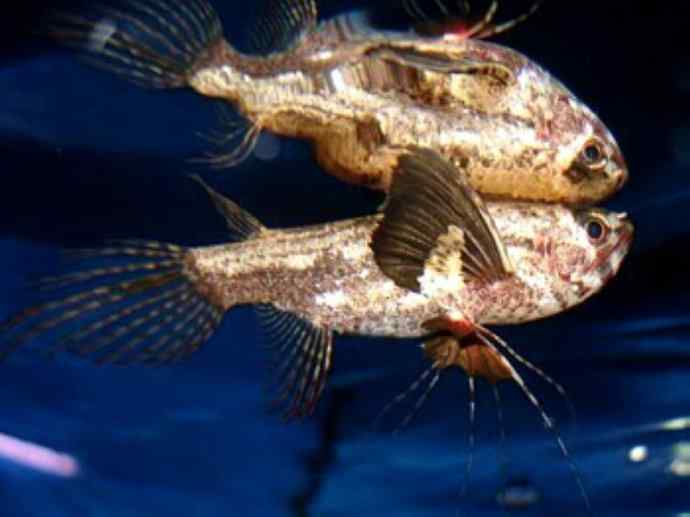 鱼类活化石：齿蝶鱼