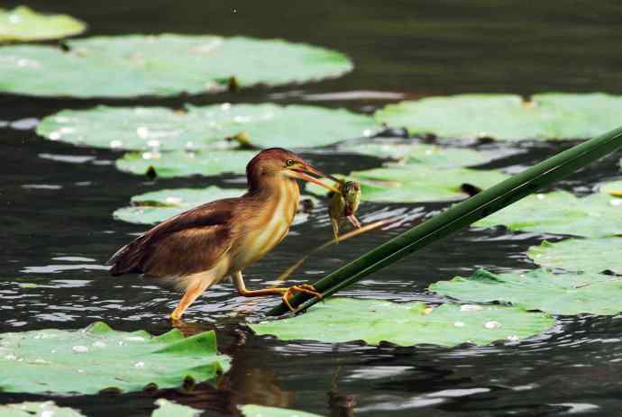 捕鱼的黄苇鳽（记实）1
