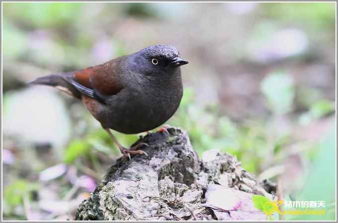 雨天拍到鈥溊醣逞茵意潯菊掌