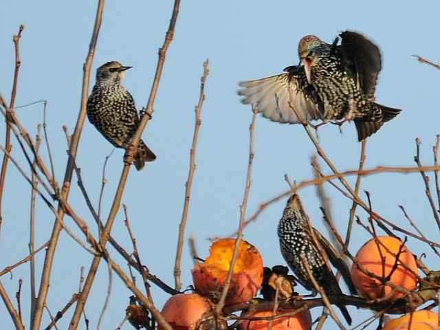 【亚平宁半岛之旅 wbr. wbr紫翅椋鸟】 【亚平宁半岛之旅 wbr. wbr紫翅椋鸟】