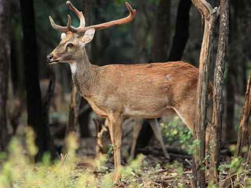 麒麟：传说的兽原型探秘（梅花鹿）