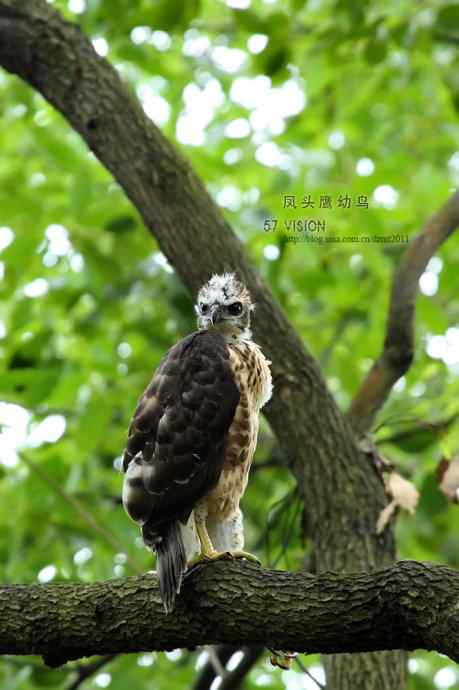 可爱的小凤头鹰