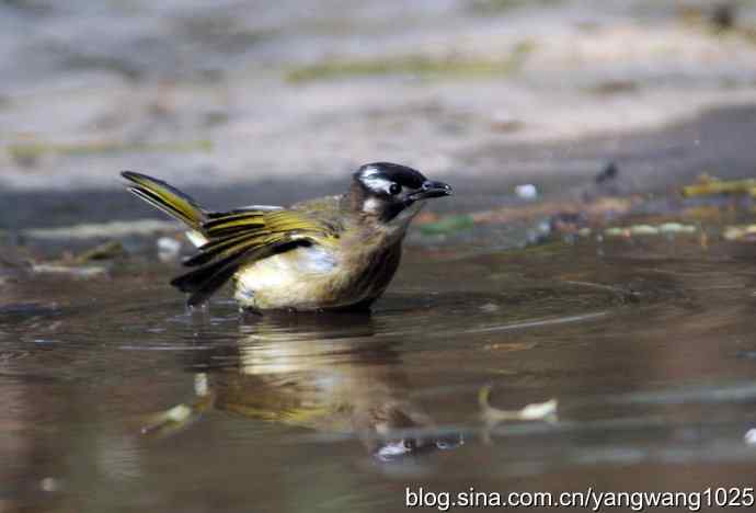 白头鹎bei（白头翁）