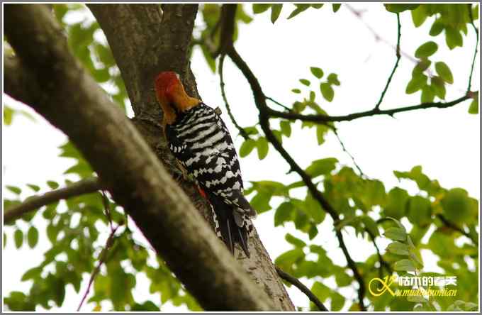 棕腹啄木鸟和其他【照片】