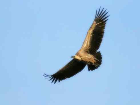 天生猎手：非猛禽类猎手之四（荒漠猎手走鹃）