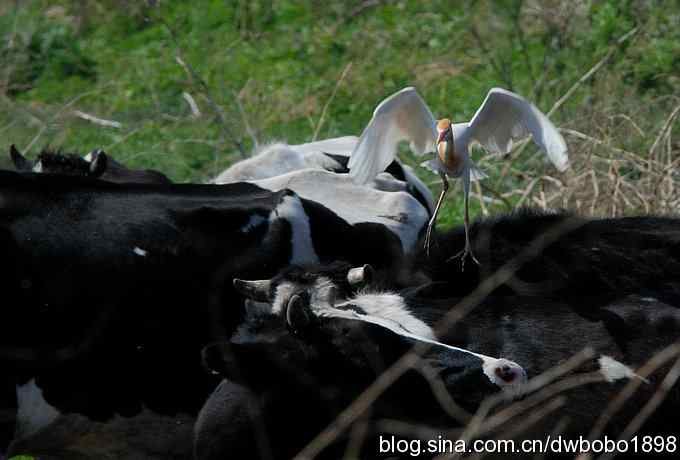 牛背上的芭蕾 牛背上的芭蕾