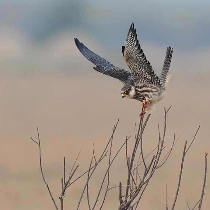 盘点野鸭湖(我的2012年) 盘点野鸭湖(我的2012年)