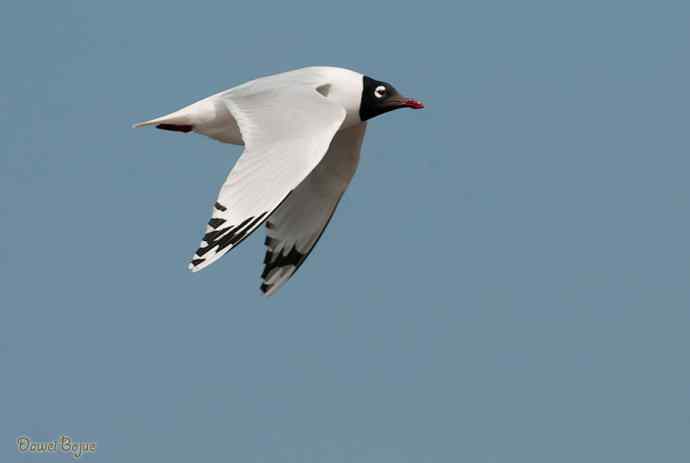 渤海湾的遗鸥迁徙潮
