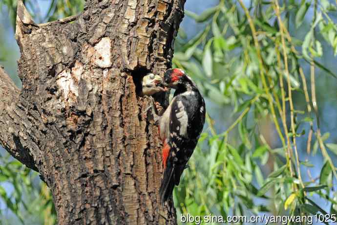 父子情深的大斑啄木鸟（1）