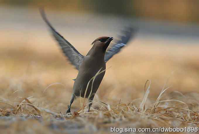 日坛：饮水的太平鸟