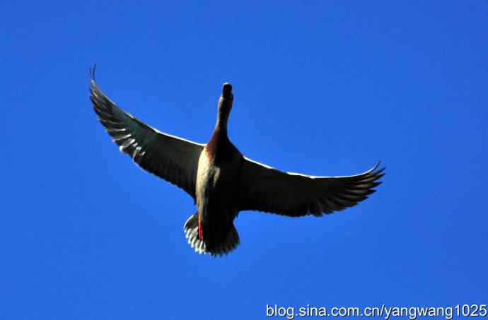 飞 wbr（绿头鸭）